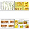 Плакаты ПРОФТЕХ "Сорные растения и меры борьбы с ними" - фото 62376