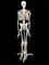 Скелет человека на подставке (170 см.) - фото 732535