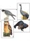 Модель-аппликация "Разнообразие высших хордовых 1. Пресмыкающиеся и птицы" (ламинированная) - фото 732641